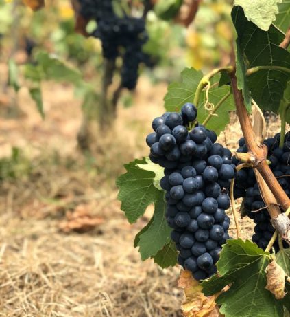Shiraz grapes on the vine